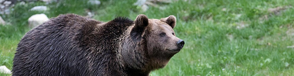 ours pyrénées