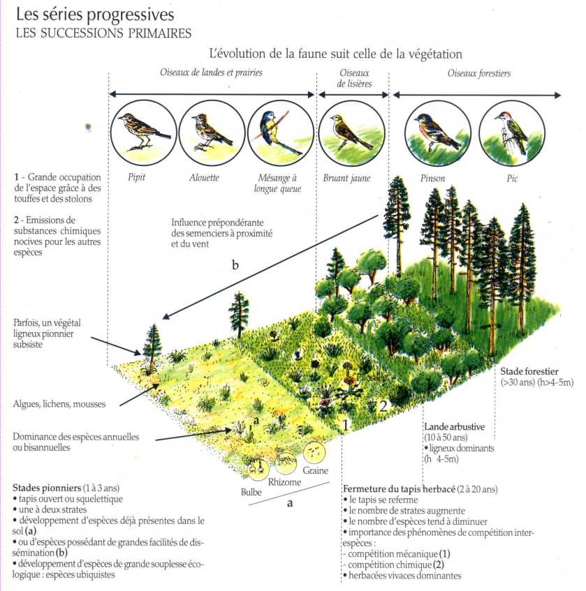 écosystèmes forestiers