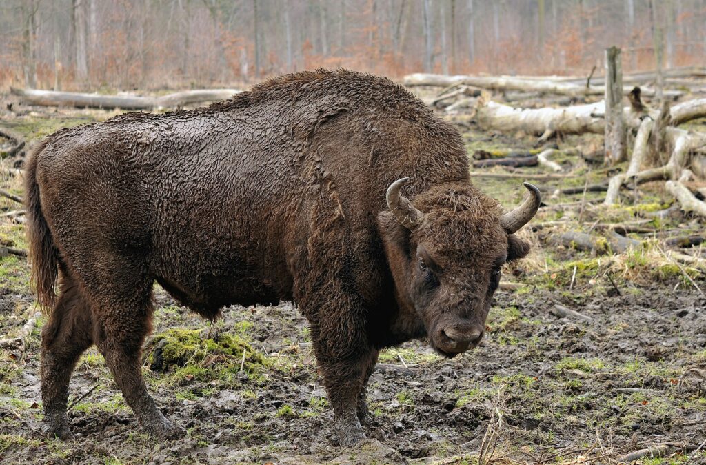 Rewilding - Bison d'Europe