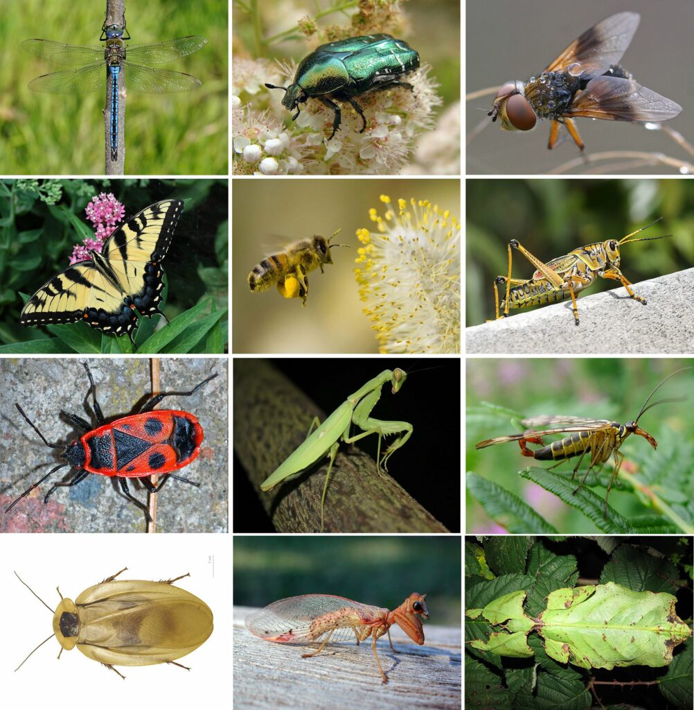 actions faveur insectes