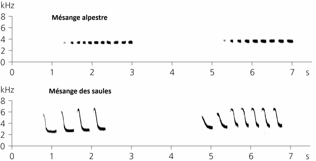 Sonogrammes comparant Mésange alpestre et Mésange des saules