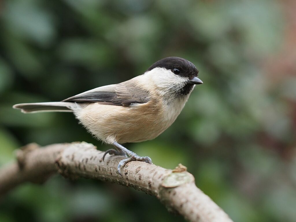 Mésange boréale