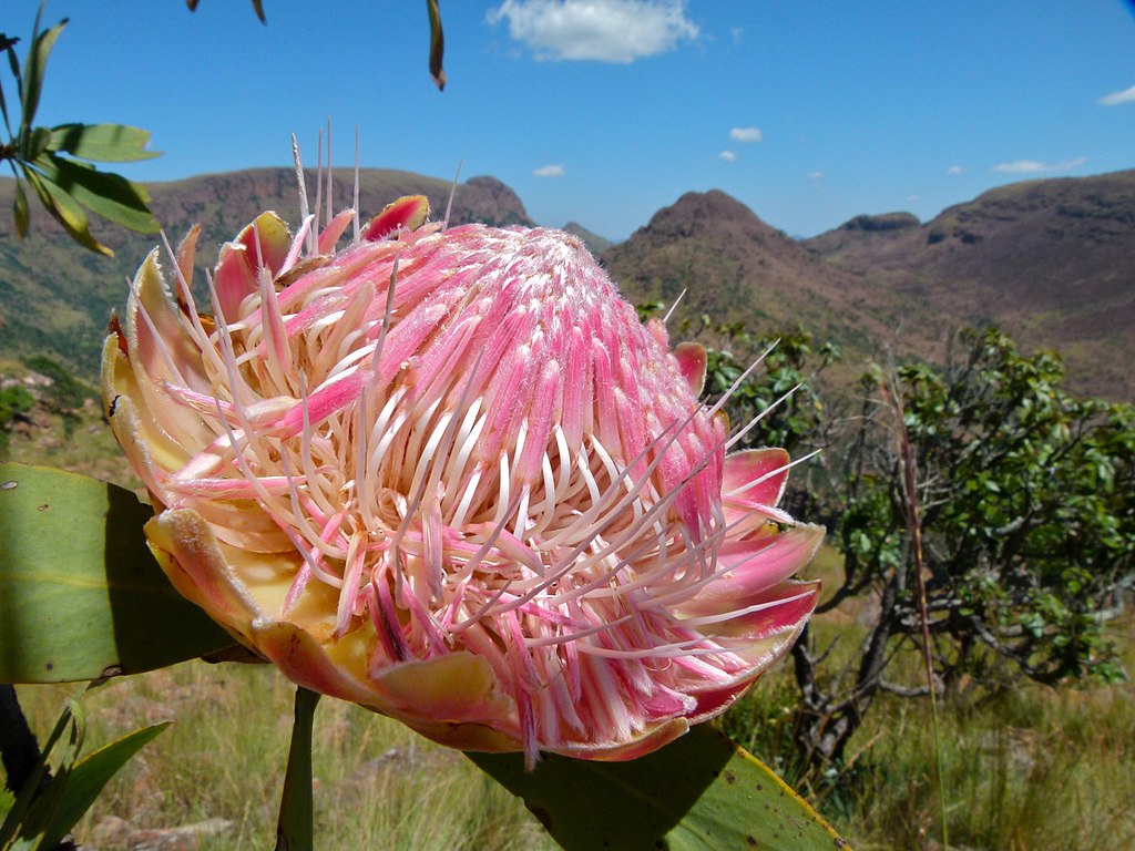 Protea caffra termes offensants