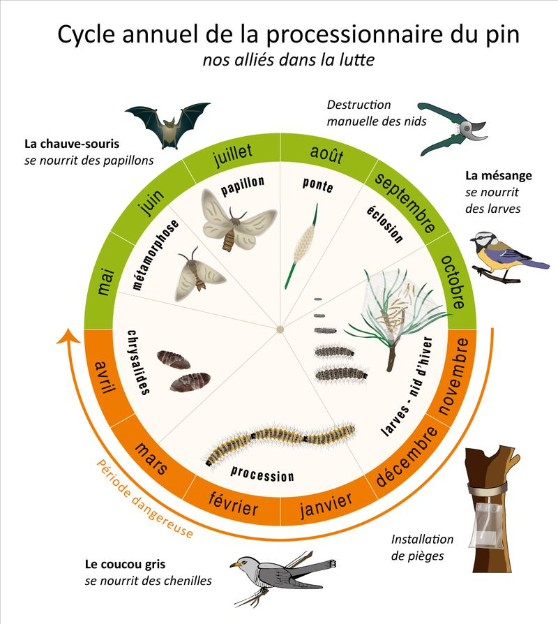 Processionnaire du pin