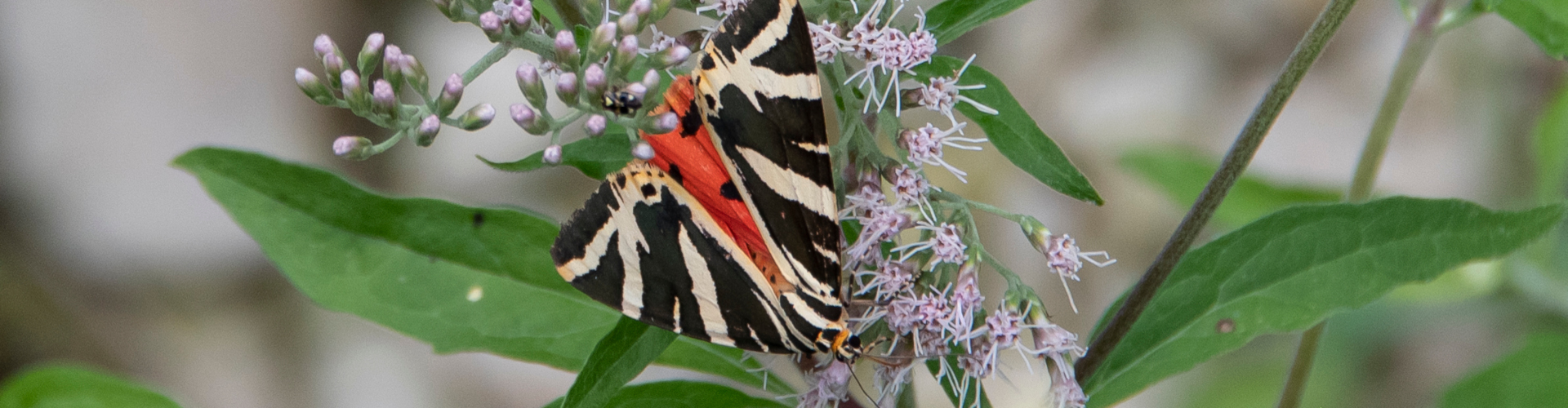 Monitorer le déclin des Insectes nécessite des données plus rigoureuses