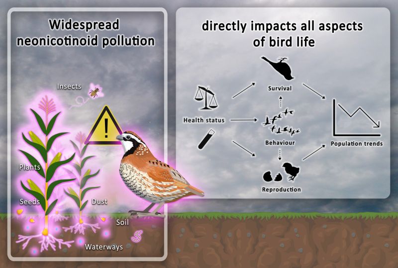 Les néonicotinoïdes sont impliqués dans le déclin des Oiseaux