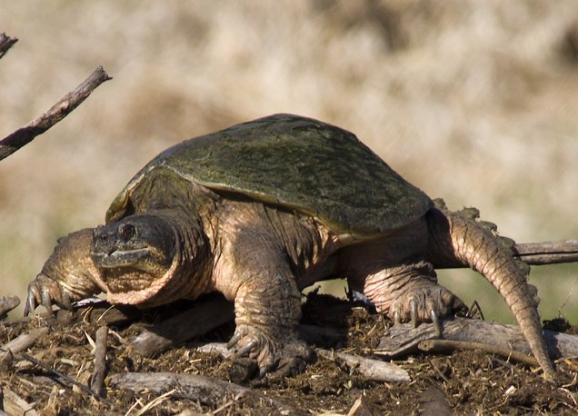 Tortue serpentine