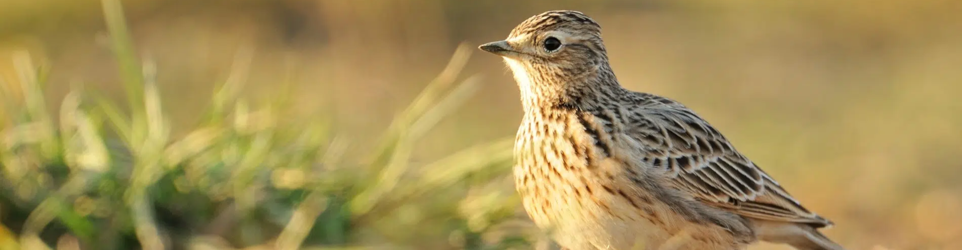 Les néonicotinoïdes sont impliqués dans le déclin des Oiseaux